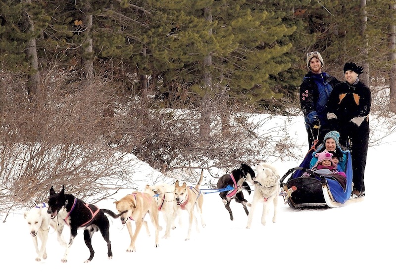 Dog sledding in Canmore, AB